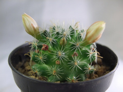 Mammillaria crinita leucantha.jpg