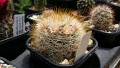Mammillaria marcosii 2.jpg