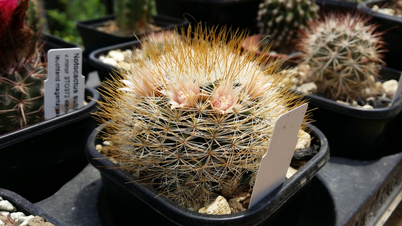 Файл:Mammillaria marcosii 2.jpg
