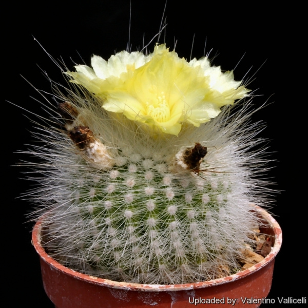 Файл:Parodia rudibuenekeri cv. albissima 5376.jpg