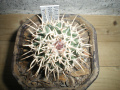 Pediocactus peeblesianus ssp. peeblesianus v. maia
