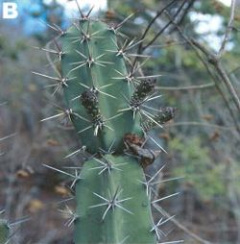 Peniocereus chiapensis.jpg