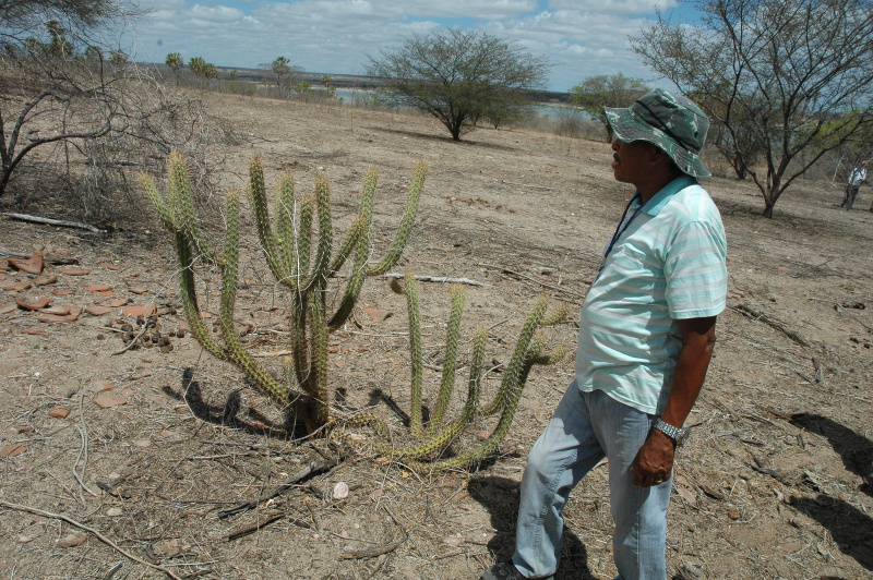 Файл:Pilosocereus gounellei 2h.jpg