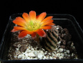 Rebutia pygmaea 3.jpg