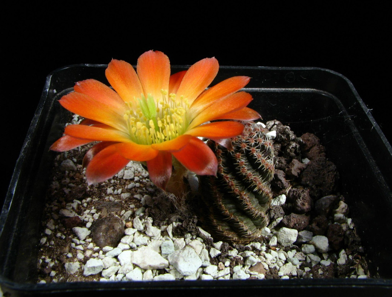 Файл:Rebutia pygmaea 3.jpg