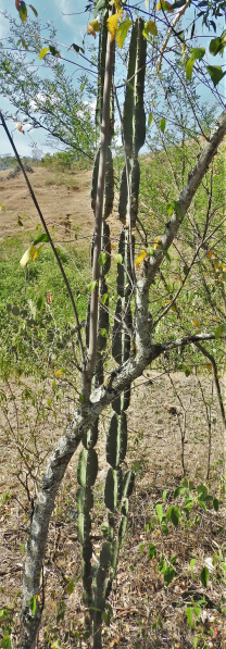 Файл:Stenocereus humilis.jpeg