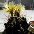 Thelocactus setispinus 4.JPG