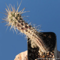 Austrocactus coxii