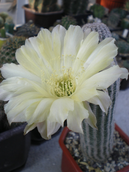Файл:Echinopsis densispina 2.jpg