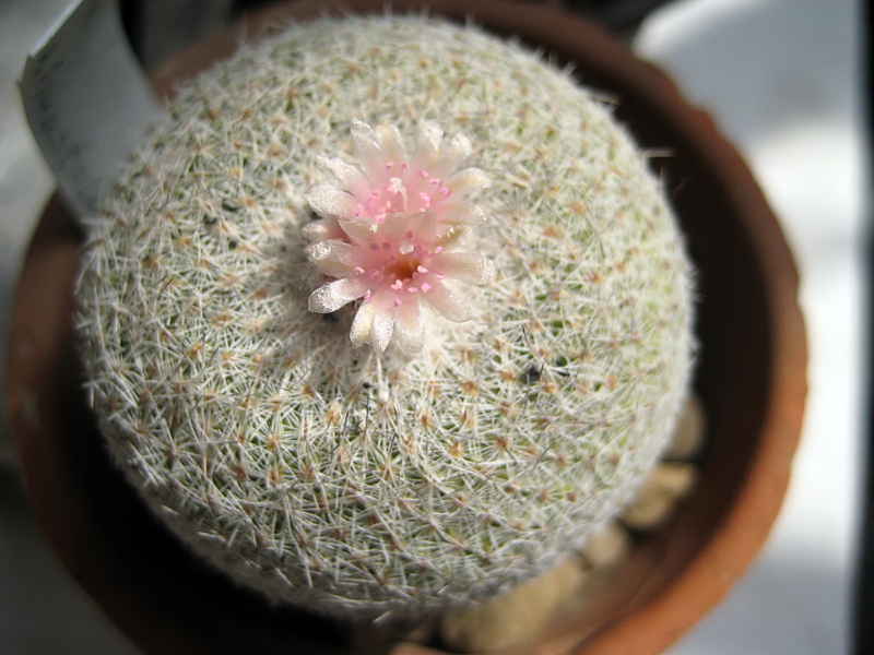 Файл:Epitelantha micromeris var.huastea.jpg