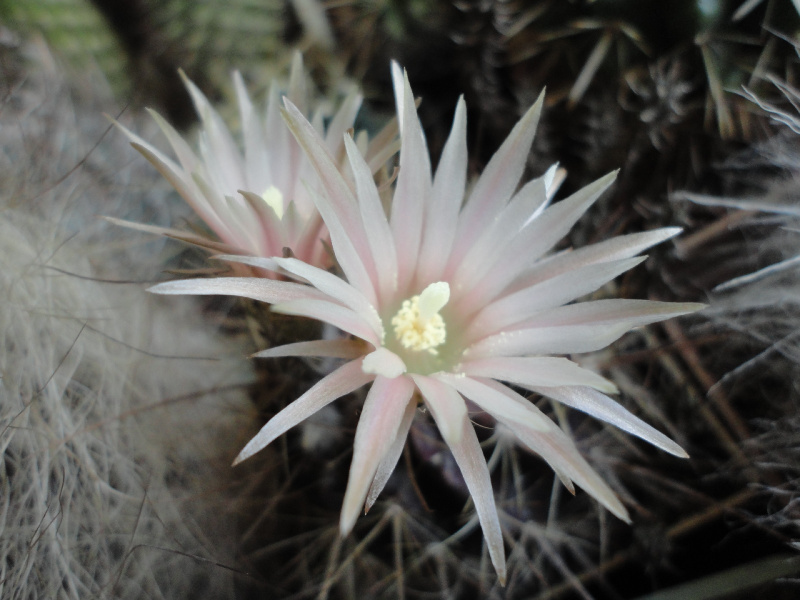 Файл:Eriosyce taltalensis ssp. pygmaea 50.jpg