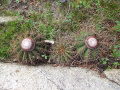 Melocactus ernestii ssp. ernestii
