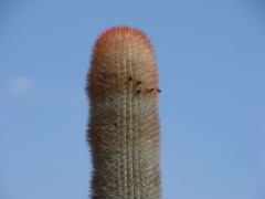 Neobuxbaumia macrocephala b.jpg