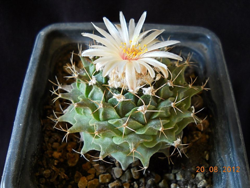 Файл:Obregonia denegrii Neli Maneva n.jpg