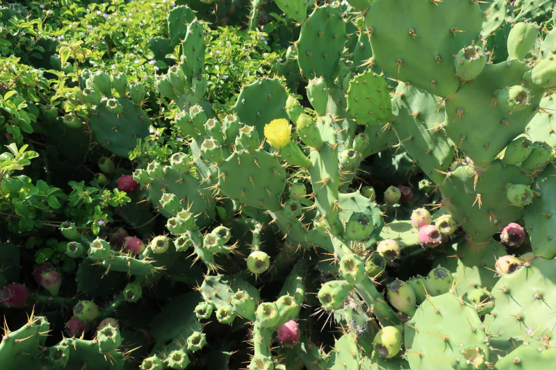 Файл:Opuntia sricta 0804.JPG