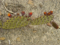 Opuntia stenopetala 10.jpg