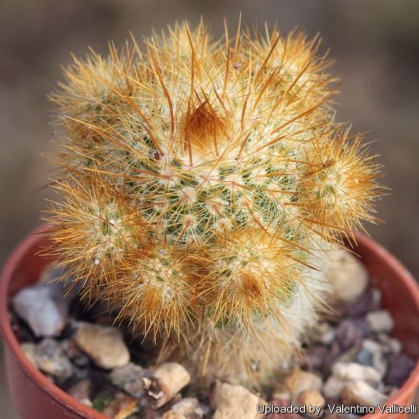 Файл:Parodia tenuicylindrica 1835.jpg