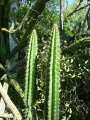 Praecereus euchlorus ssp. euchlorus