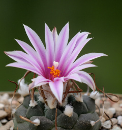Turbinicarpus schmiedickeanus ssp. rubriflorus 01.jpg