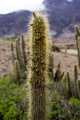 Cleistocactus micropetalus 2h.jpg