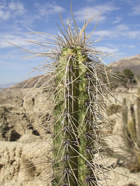 Файл:Corryocactus melanotrichus 3.JPG