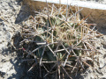 Coryphantha poselgeriana 02.jpg
