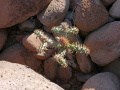 Cylindropuntia alcahes var. burrageana