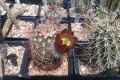 Echinocereus russanthus SB 420