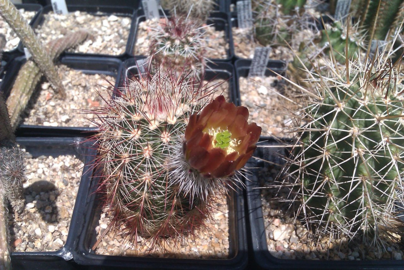 Файл:Echinocereus russanthus SB 420 E.jpg