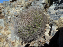 Echinopsis chrysochete.JPG