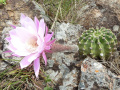 Echinopsis oxygona 3.JPG
