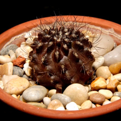 Eriosyce crispa ssp. crispa.jpg