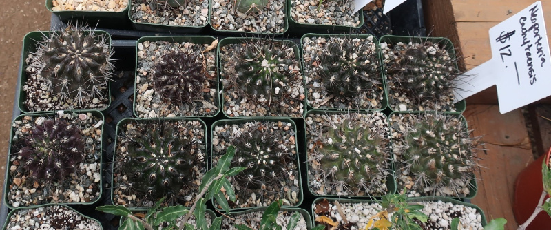 Файл:Eriosyce paucicostata ssp. paucicostata 10.jpg