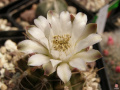 Gymnocalycium anisitsii ssp. damsii 1.jpg
