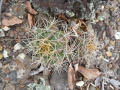 Gymnocalycium chiquitanum 1.JPG