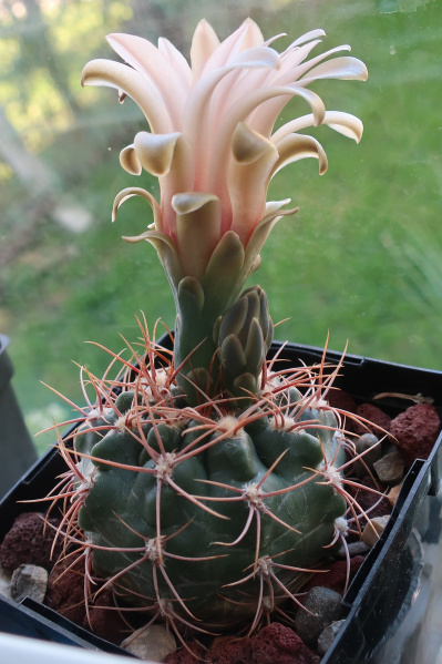 Файл:Gymnocalycium fischeri 5.JPG
