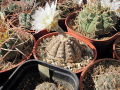 Gymnocalycium ragonesei 2.jpg