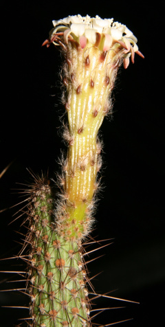 Leocereus bahiensis ssp. urandianus.jpg