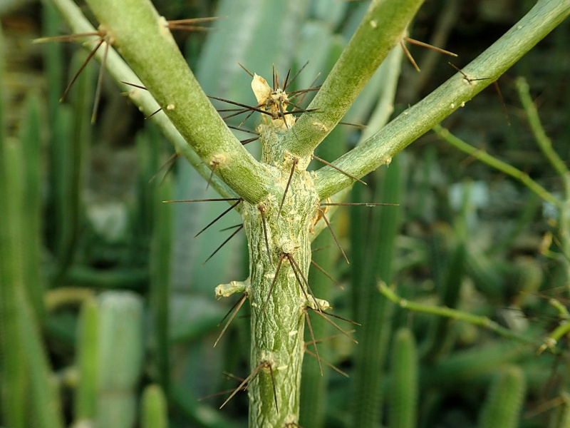 Файл:Leuenbergeria marcanoi 7082.jpg