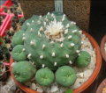 Lophophora diffusa