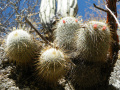 Mammillaria dixanthocentron 4.jpg
