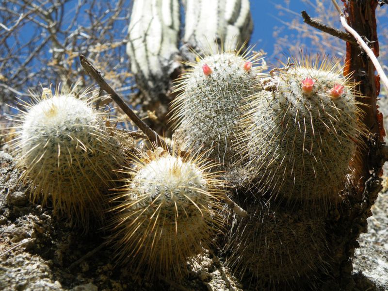 Файл:Mammillaria dixanthocentron 4.jpg