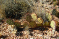 Opuntia phaeacantha 1h.JPG