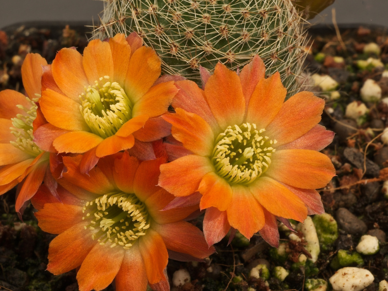 Файл:Rebutia einsteinii ssp. gonjianii.jpg