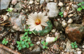 Turbinicarpus schmiedickeanus ssp. rioverdensis GM 574.2