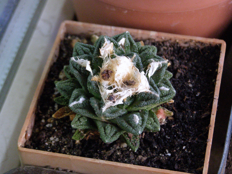 Файл:Ariocarpus bravoanus ssp. hintonii.JPG