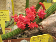 Cleistocactus samaipatanus.jpg