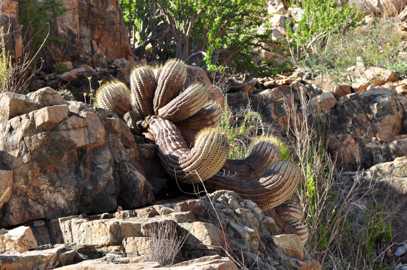 Файл:Copiapoa cinerea ssp. cinerea 0817.jpg