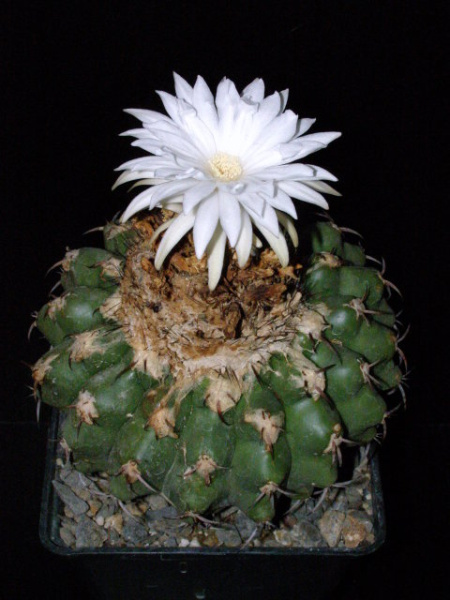 Файл:Discocactus boliviensis 1 - Asensy.jpg