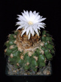 Discocactus boliviensis